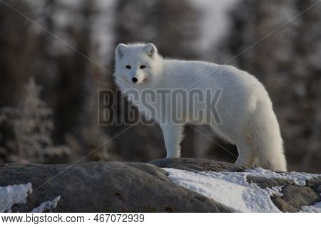 Arctic Fox Or Vulpes Lagopus In White Winter Coat With Trees In The Background Looking At The Camera