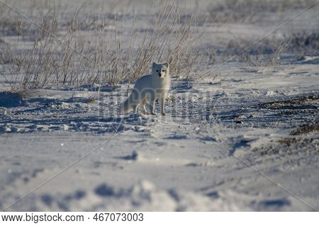 Arctic Fox Or Vulpes Lagopus In White Winter Coat With Grass In The Background Looking At The Camera