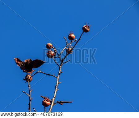 A Lot Of Ripe Medlar Fruits On Tree Branches Against The Blue Sky On Sunny Day. Common Medlar Or Mes