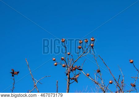 A Lot Of Ripe Medlar Fruits On Tree Branches Against The Blue Sky On Sunny Day. Common Medlar Or Mes