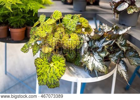 Rex Begonia Leaf With Green And Pink Leaf Pattern. Decoration Of Garden