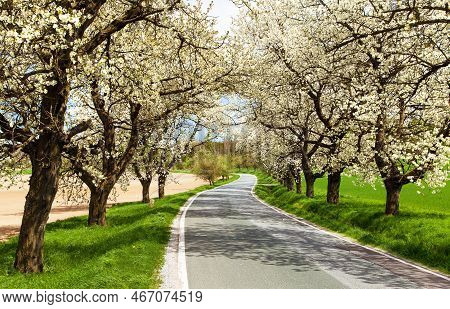 Road And Alley Of Flowering Cherry Trees In Latin Prunus Cerasus With Beautiful Sky. White Colored F