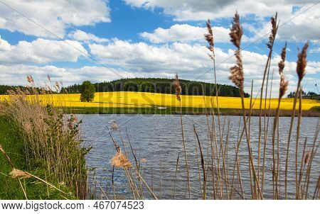 Rapeseed, Canola Or Colza Field Landscape In Latin Brassica Napus, Rape Seed Is Plant For Green Ener