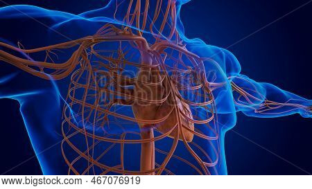 Human Heart Circulatory System Anatomy For Medical Concept 3d Illustration