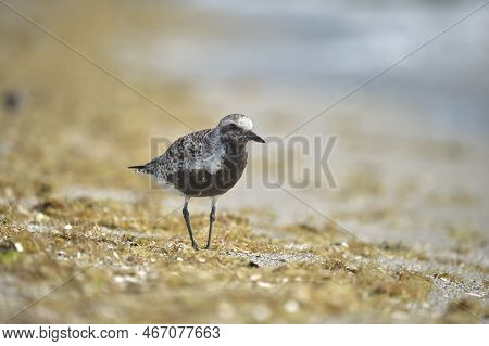 Black-bellied Plover Wild Sea Birdlooking For Food On Seaside In Summer.