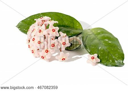 Flower Arrangement Of Exotic Succulent Hoya Carnosa Or Wax Ivy With Pink Inflorescences On A White I