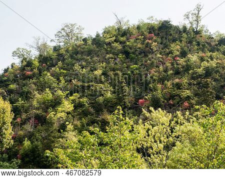 Wild Azaleas Blooming In The Mountains Around Umpenji, Temple Number 66 Of Shikoku Pilgrimage - Miyo