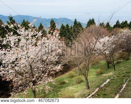 Cherry Trees Blooming In The Mountains Of Shikoku Island - Scenic View From Unpenji Temple, Tokushim