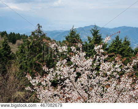 Cherry Trees Blooming In The Mountains Of Shikoku Island - Scenic View From Unpenji Temple, Tokushim