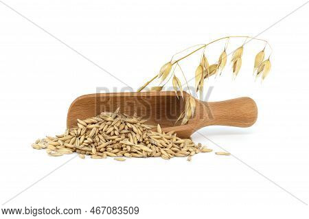 Heap Of Organic Oat Grains With Hulls Or Husks In Wooden Scoop Isolated On White Background. Whole O