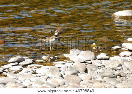 Kildeer'in