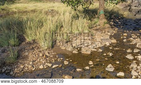 A Rocky Streambed In The Jungle. A Baby Crocodile Is Visible In The Clear Shallow Water. Green Grass
