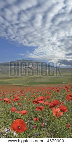 Coquelicots