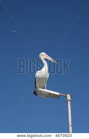Årvågne Pelican