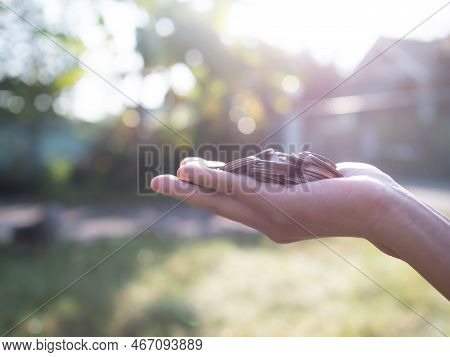 Overlight With Coin In Palm Up On Blur Nature Bokeh Background,hand Woman Holding Cash Money,investm
