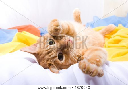 Oynak Foxy kedi