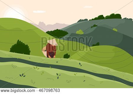 Man Farmer Picking Leaf Of Tea Plant, Collecting Them Into Basket. Harvesting On Green Plantation. T