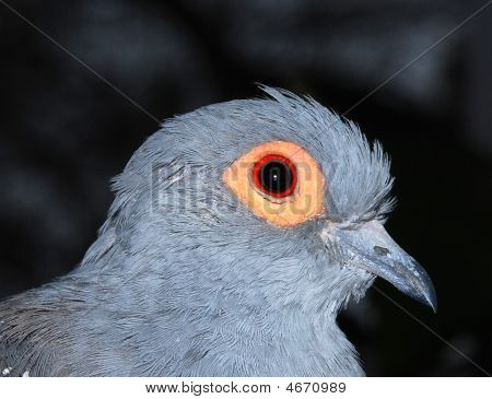 Lintu