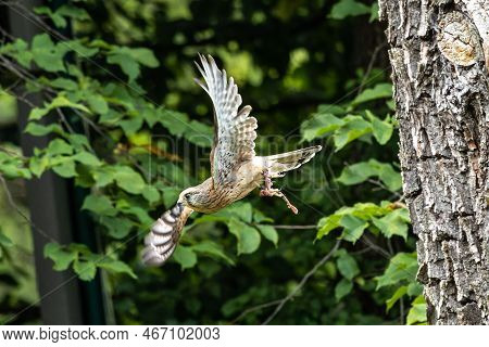 Common Kestrel, Falco Tinnunculus Is A Bird Of Prey Species Belonging To The Kestrel Group Of The Fa