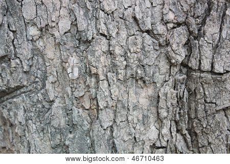 Bark