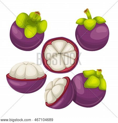Mangosteen Fruit Fresh Food Set Cartoon. Tropical Organic, Purple Ripe, Sweet Healthy, Juicy Nature,