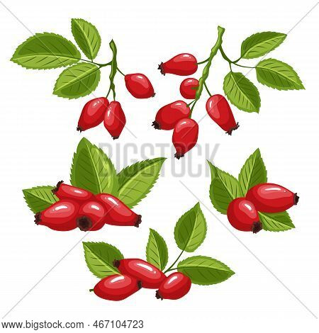 Rosehip Rose Berry Hip Set Cartoon. Fruit Leaf, Tea Red, Plant Vitamin, Healthy Natural, Briar Organ