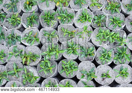 Green Colored Grass Farm On Field