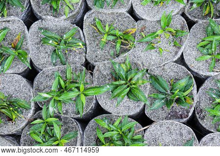 Green Colored Grass Farm On Field