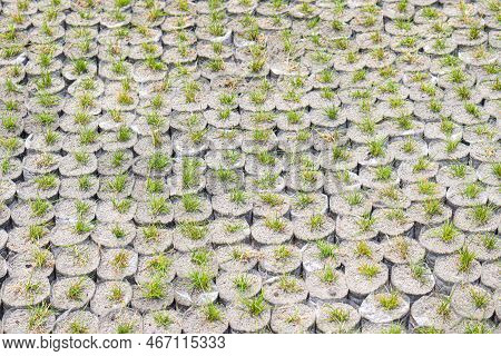 Green Colored Grass Farm On Field
