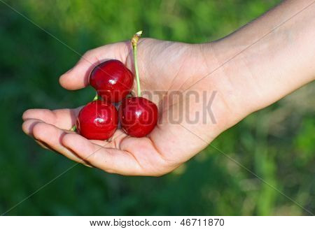 Many Red Cherry  In A Hand Of Child Hand In Summer