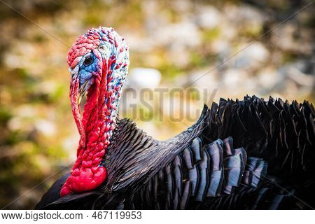 A Colorful Bird Standing In The Grass