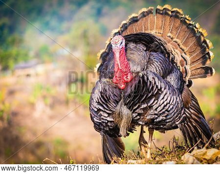 A Bird Standing On Top Of A Grass Covered Field