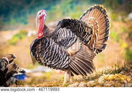 A Bird Standing On Top Of A Grass Covered Field
