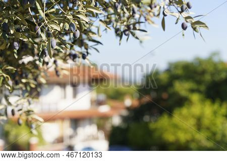 Olive Garden Background. Branches Of Olive Trees Under The Sun On A Farm In Italy Or Greece For The 