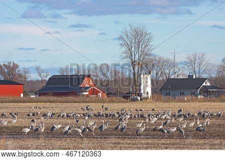 A Flock Of Sandhill Cranes Eating In A Cornfield