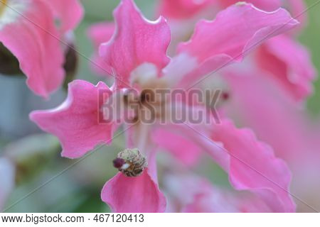 Pink Large Flowers Chorisia Or Ceiba Speciosa Growing On A Tree