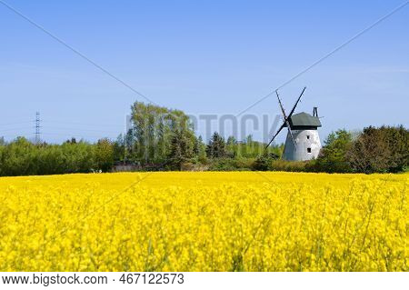 Blooming Rapeseed, Windmills Niechorze, Rewal, Baltic Sea