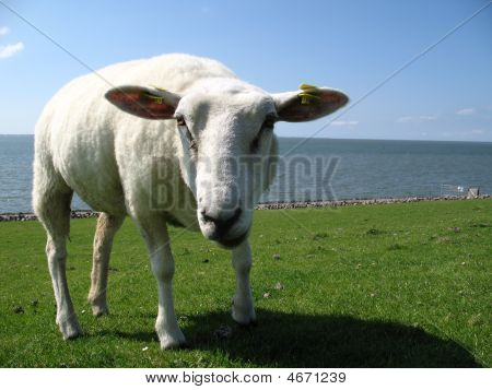 Pecora