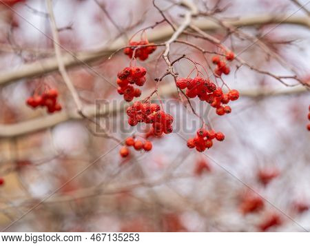 A Bunch Of Red Rowan In Autumn Leaves. Autumn Bright Red Rowan Berries With Leaves