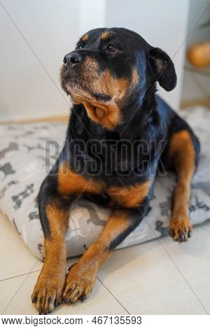 A Rottweiler Dog Resting On His Mattress
