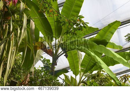 Beautiful Banana Tree With Fruits In Greenhouse