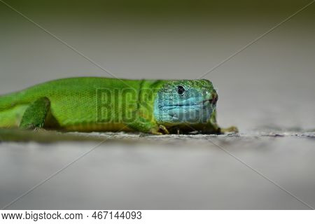 Male Green Lizard With Blue Head. Dragon Green Lizard