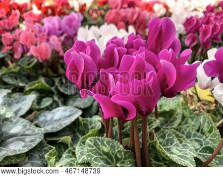 Blooming Pink Cyclamen Or Alpine Violet (lat. - Cyclamen)
