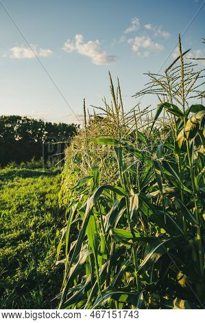 Row Of Sweet Corn With Pollen In A Garden
