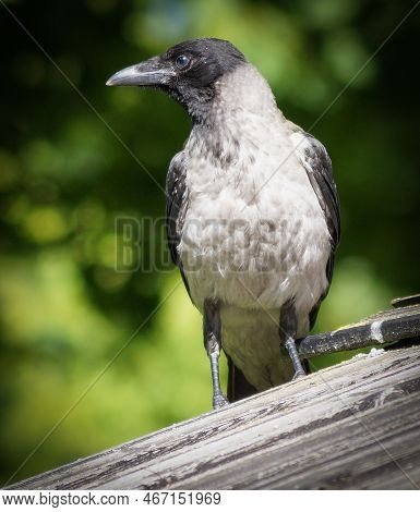 Close-up Of A Crow Perching On Wooden Roof