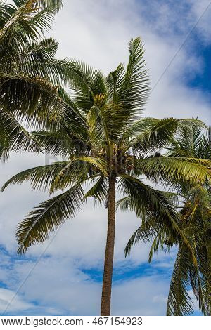 Coconut Tree At The Island Of Langkawi. Coconut Palm On Blue Sky. Palm Tee With Ripe Coconuts. Exoti