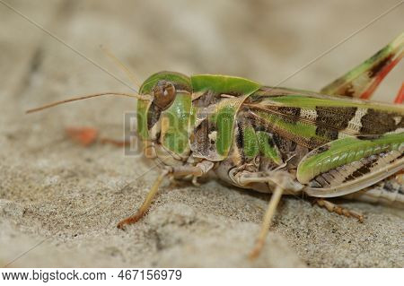 Natural Closeup Of A Ribbon Grasshopper, Oedaleus Decorus, Perched On The Ground