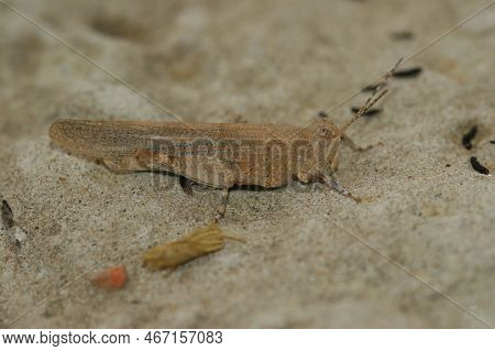 Natural Close Up Of A Mediterranean Blue Winged Locust, Sphingonotus Caerulans In The Sun