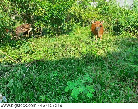Two Cows Are Grazing Or Eating Grass In The Garden Or Grass
