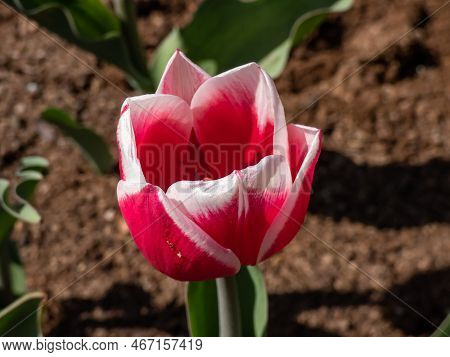 Tulip 'lustige Witwe' With Strap-shaped Leaves Blooming With Red Cup-shaped Flowers Edged White In B